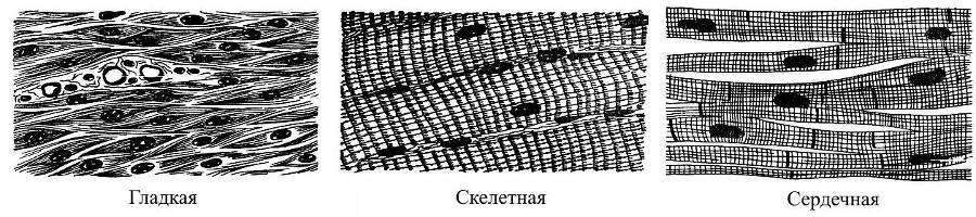 ЕГЭ. Биология. Анатомия и физиология человека - _5.jpg