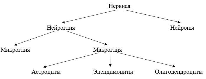 ЕГЭ. Биология. Анатомия и физиология человека - _6.jpg