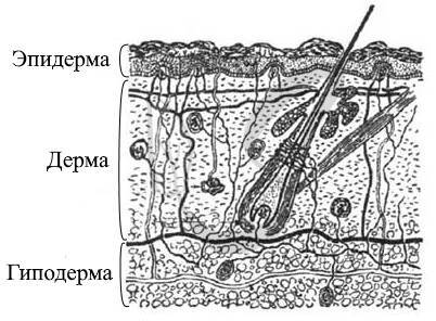 ЕГЭ. Биология. Анатомия и физиология человека - _9.jpg