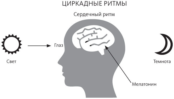 Спать и высыпаться. Методика здорового сна для полноценной жизни - i_002.jpg