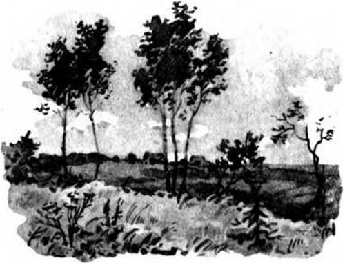 Гнездо ласточки (авторский сборник) - i_026.png