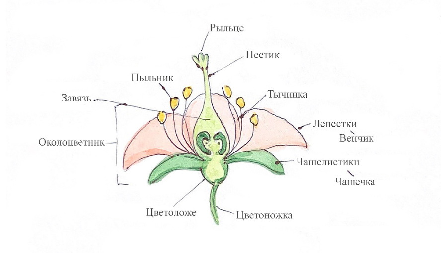 Флористика, природа и красота. Путь мастера - _84.jpg