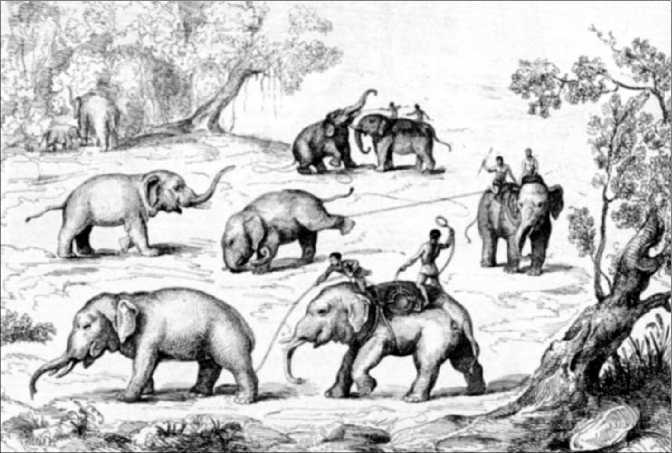 Боевые слоны в Античности и раннем Средневековье - i_004.jpg