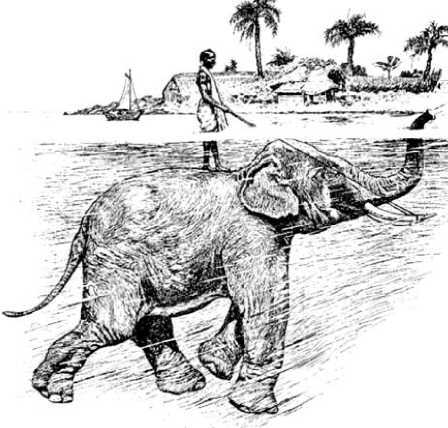 Боевые слоны в Античности и раннем Средневековье - i_005.jpg