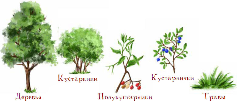 Земляничное варенье. Это сырье или готовая продукция? - i_004.jpg