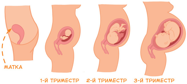 Откуда берутся дети. Детская энциклопедия - i_007.jpg