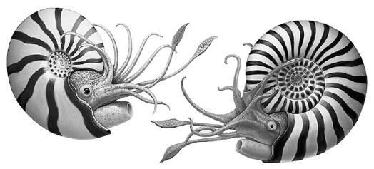 Осьминоги, каракатицы, адские вампиры. 500 миллионов лет истории головоногих моллюсков - i_006.jpg