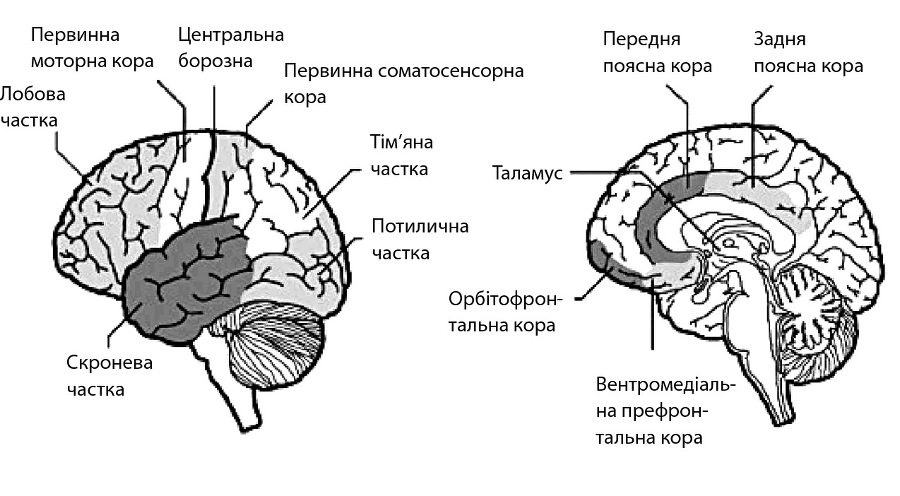 Таємне життя розуму : як ми мислимо, відчуваємо й вирішуємо - img_9.jpg