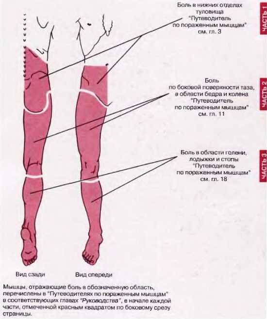 Миофасциальные боли и дисфункции. Руководство по триггерным точкам (в 2-х томах). Том 2. Нижние конечности - _00.jpg_1