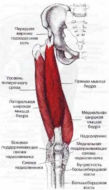 Миофасциальные боли и дисфункции. Руководство по триггерным точкам (в 2-х томах). Том 2. Нижние конечности - _00.jpg_14