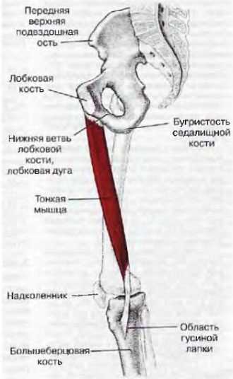 Миофасциальные боли и дисфункции. Руководство по триггерным точкам (в 2-х томах). Том 2. Нижние конечности - _00.jpg_16