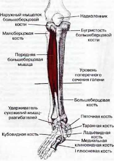 Миофасциальные боли и дисфункции. Руководство по триггерным точкам (в 2-х томах). Том 2. Нижние конечности - _00.jpg_19