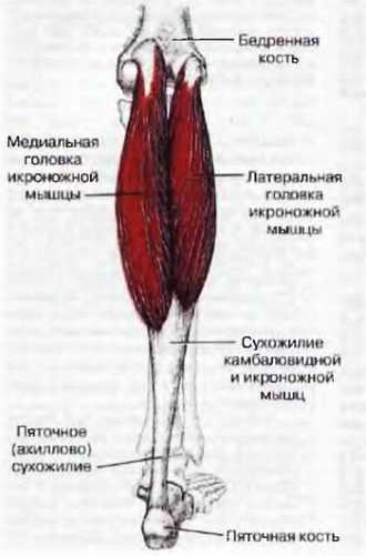 Миофасциальные боли и дисфункции. Руководство по триггерным точкам (в 2-х томах). Том 2. Нижние конечности - _00.jpg_21