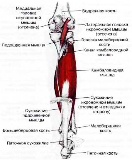 Миофасциальные боли и дисфункции. Руководство по триггерным точкам (в 2-х томах). Том 2. Нижние конечности - _00.jpg_22