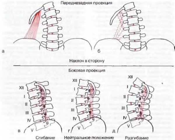 Миофасциальные боли и дисфункции. Руководство по триггерным точкам (в 2-х томах). Том 2. Нижние конечности - _01.jpg_0