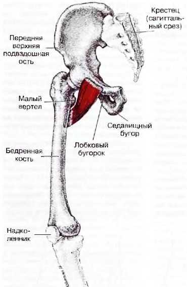 Миофасциальные боли и дисфункции. Руководство по триггерным точкам (в 2-х томах). Том 2. Нижние конечности - _01.jpg_12