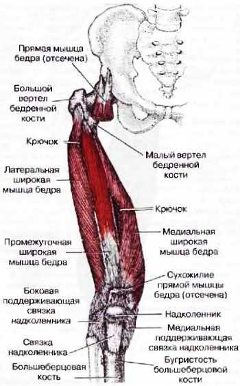 Миофасциальные боли и дисфункции. Руководство по триггерным точкам (в 2-х томах). Том 2. Нижние конечности - _01.jpg_13