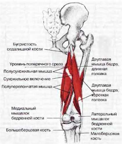 Миофасциальные боли и дисфункции. Руководство по триггерным точкам (в 2-х томах). Том 2. Нижние конечности - _01.jpg_16