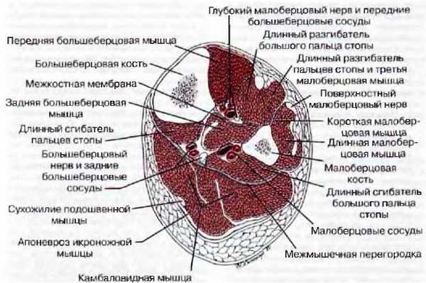 Миофасциальные боли и дисфункции. Руководство по триггерным точкам (в 2-х томах). Том 2. Нижние конечности - _01.jpg_18