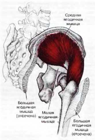 Миофасциальные боли и дисфункции. Руководство по триггерным точкам (в 2-х томах). Том 2. Нижние конечности - _01.jpg_7