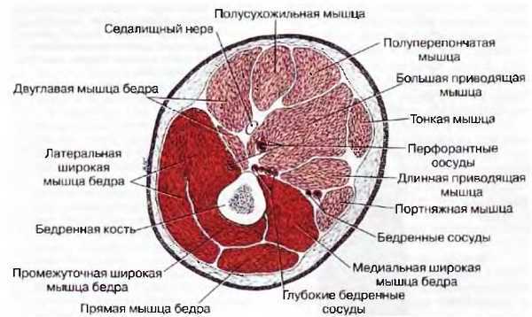 Миофасциальные боли и дисфункции. Руководство по триггерным точкам (в 2-х томах). Том 2. Нижние конечности - _02.jpg_12