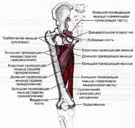 Миофасциальные боли и дисфункции. Руководство по триггерным точкам (в 2-х томах). Том 2. Нижние конечности - _02.jpg_13