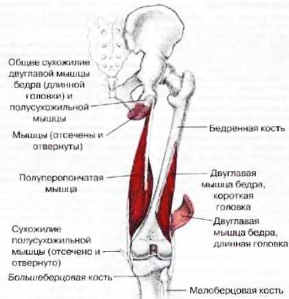 Миофасциальные боли и дисфункции. Руководство по триггерным точкам (в 2-х томах). Том 2. Нижние конечности - _02.jpg_15