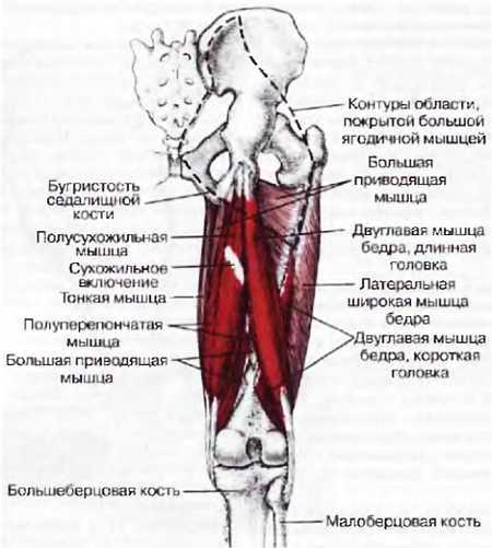 Миофасциальные боли и дисфункции. Руководство по триггерным точкам (в 2-х томах). Том 2. Нижние конечности - _02.jpg_16