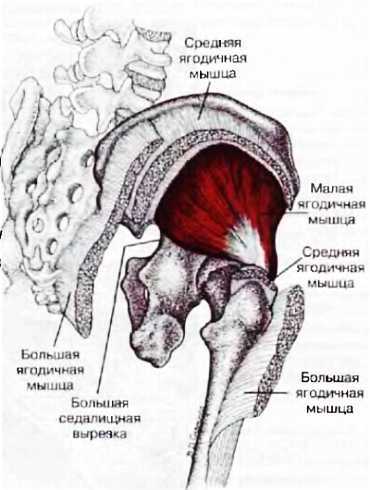 Миофасциальные боли и дисфункции. Руководство по триггерным точкам (в 2-х томах). Том 2. Нижние конечности - _02.jpg_7