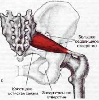 Миофасциальные боли и дисфункции. Руководство по триггерным точкам (в 2-х томах). Том 2. Нижние конечности - _02.jpg_8