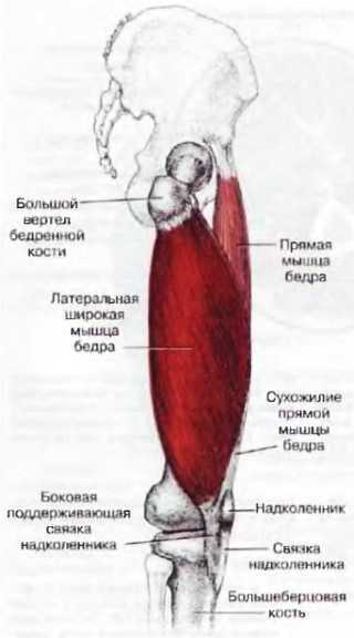 Миофасциальные боли и дисфункции. Руководство по триггерным точкам (в 2-х томах). Том 2. Нижние конечности - _03.jpg_12
