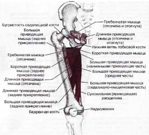 Миофасциальные боли и дисфункции. Руководство по триггерным точкам (в 2-х томах). Том 2. Нижние конечности - _03.jpg_14