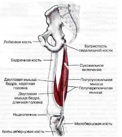 Миофасциальные боли и дисфункции. Руководство по триггерным точкам (в 2-х томах). Том 2. Нижние конечности - _03.jpg_15