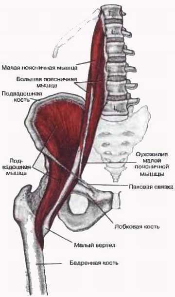Миофасциальные боли и дисфункции. Руководство по триггерным точкам (в 2-х томах). Том 2. Нижние конечности - _03.jpg_2