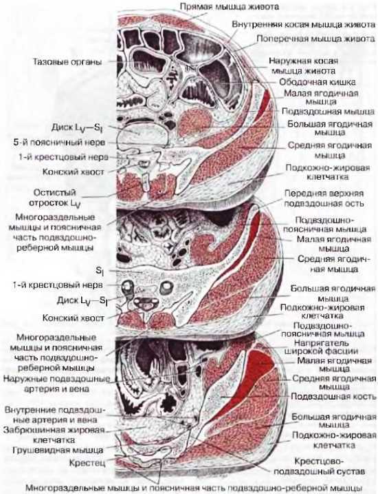 Миофасциальные боли и дисфункции. Руководство по триггерным точкам (в 2-х томах). Том 2. Нижние конечности - _03.jpg_7