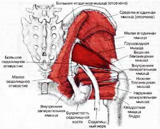 Миофасциальные боли и дисфункции. Руководство по триггерным точкам (в 2-х томах). Том 2. Нижние конечности - _03.jpg_8