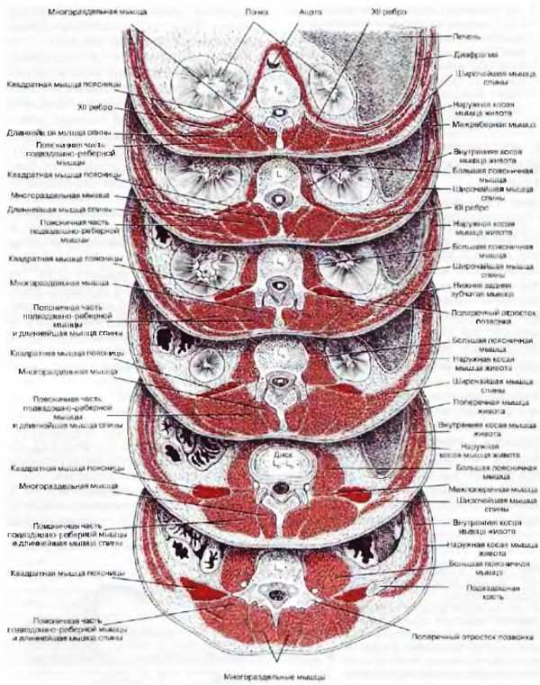 Миофасциальные боли и дисфункции. Руководство по триггерным точкам (в 2-х томах). Том 2. Нижние конечности - _04.jpg_1