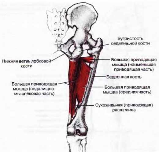 Миофасциальные боли и дисфункции. Руководство по триггерным точкам (в 2-х томах). Том 2. Нижние конечности - _04.jpg_11