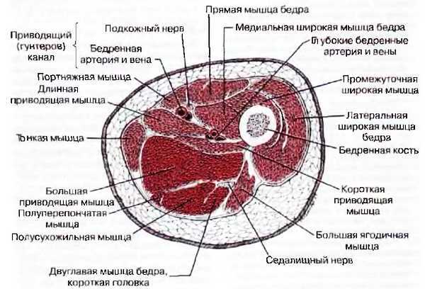 Миофасциальные боли и дисфункции. Руководство по триггерным точкам (в 2-х томах). Том 2. Нижние конечности - _04.jpg_13