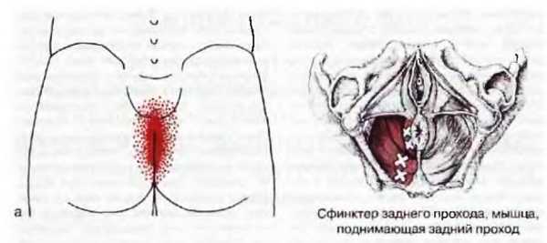 Миофасциальные боли и дисфункции. Руководство по триггерным точкам (в 2-х томах). Том 2. Нижние конечности - _04.jpg_2