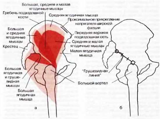 Миофасциальные боли и дисфункции. Руководство по триггерным точкам (в 2-х томах). Том 2. Нижние конечности - _04.jpg_4