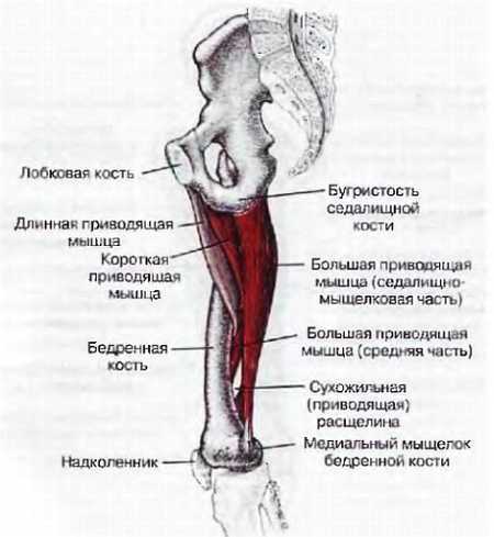 Миофасциальные боли и дисфункции. Руководство по триггерным точкам (в 2-х томах). Том 2. Нижние конечности - _05.jpg_11