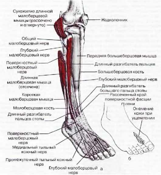 Миофасциальные боли и дисфункции. Руководство по триггерным точкам (в 2-х томах). Том 2. Нижние конечности - _05.jpg_15