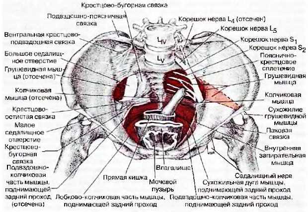 Миофасциальные боли и дисфункции. Руководство по триггерным точкам (в 2-х томах). Том 2. Нижние конечности - _05.jpg_6