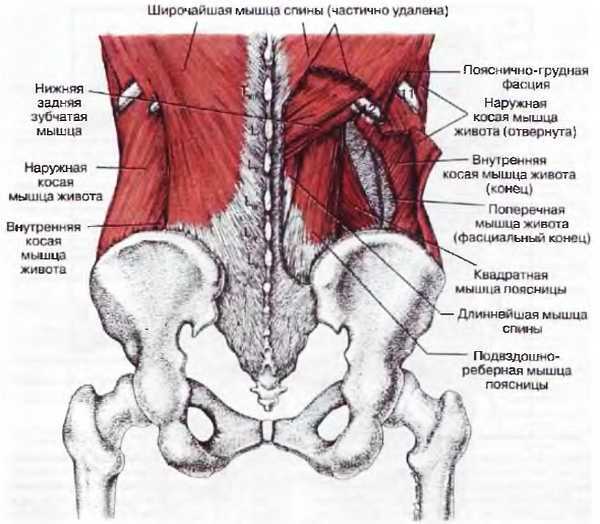 Миофасциальные боли и дисфункции. Руководство по триггерным точкам (в 2-х томах). Том 2. Нижние конечности - _06.jpg_1