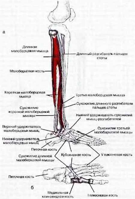 Миофасциальные боли и дисфункции. Руководство по триггерным точкам (в 2-х томах). Том 2. Нижние конечности - _06.jpg_13