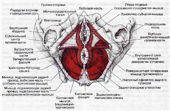 Миофасциальные боли и дисфункции. Руководство по триггерным точкам (в 2-х томах). Том 2. Нижние конечности - _06.jpg_2