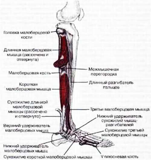 Миофасциальные боли и дисфункции. Руководство по триггерным точкам (в 2-х томах). Том 2. Нижние конечности - _07.jpg_12