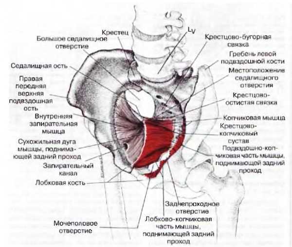 Миофасциальные боли и дисфункции. Руководство по триггерным точкам (в 2-х томах). Том 2. Нижние конечности - _07.jpg_2