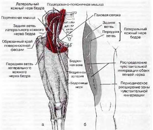 Миофасциальные боли и дисфункции. Руководство по триггерным точкам (в 2-х томах). Том 2. Нижние конечности - _07.jpg_8